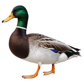 Detailed Mallard Drake Clipart Illustration with Precise Feather Detailing