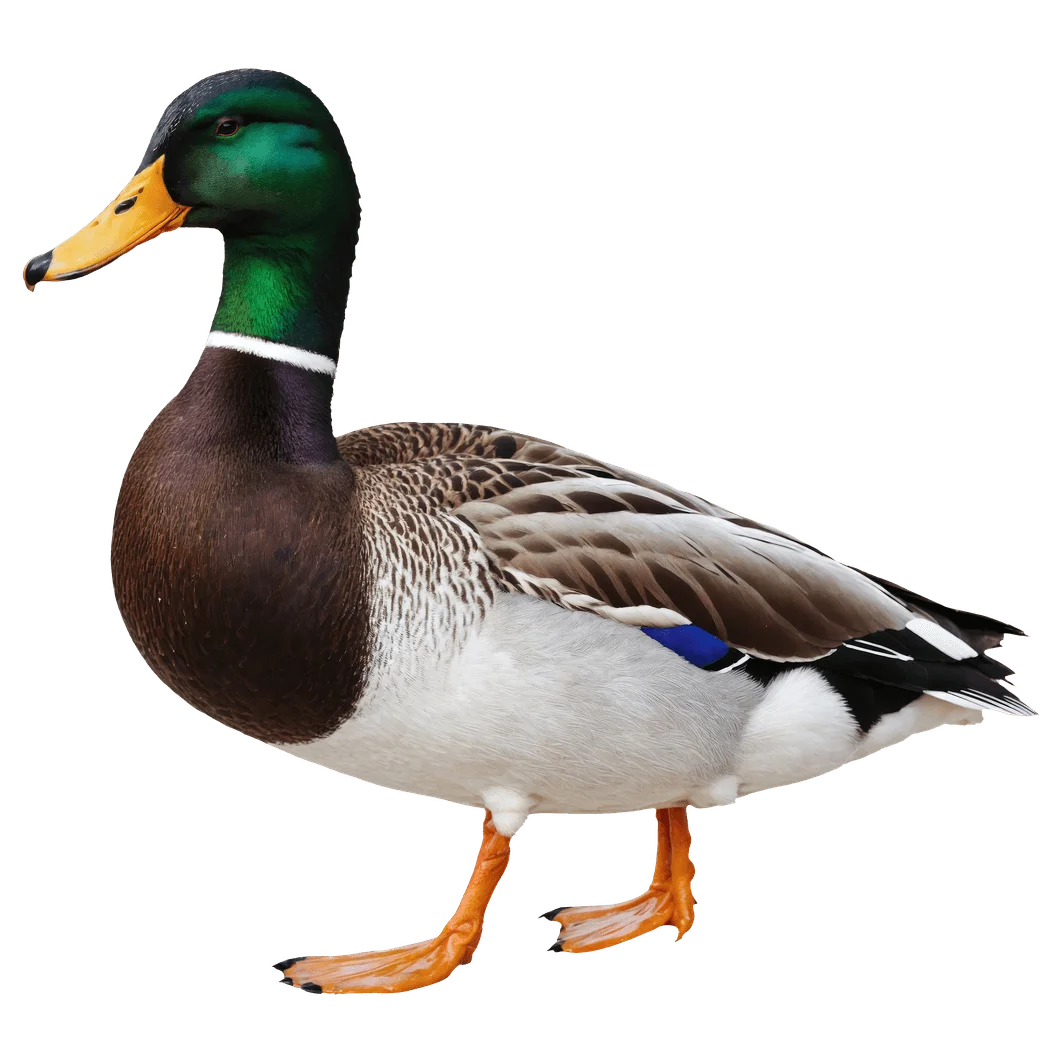 Detailed Mallard Drake Clipart Illustration with Precise Feather Detailing