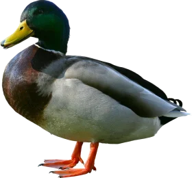 Detailed Mallard Drake Clipart - Precise Waterfowl Illustration with Crisp Color Palette