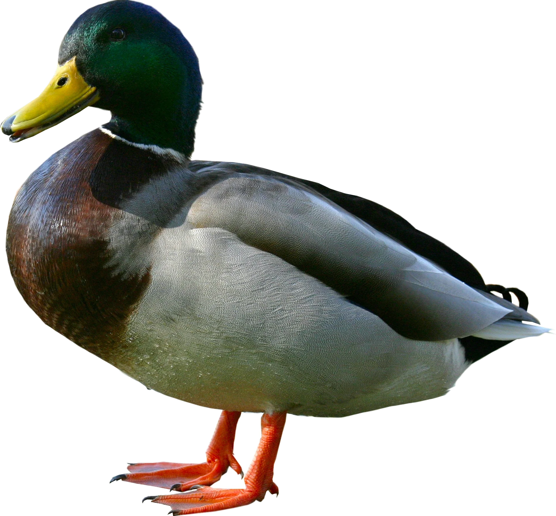 Detailed Mallard Drake Clipart - Precise Waterfowl Illustration with Crisp Color Palette