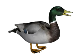 Detailed Mallard Drake Clipart - Realistic Waterfowl Digital Illustration