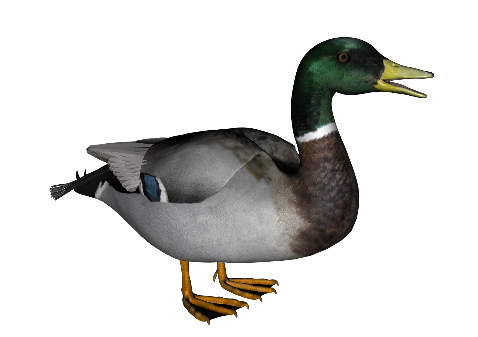 Detailed Mallard Drake Clipart - Realistic Waterfowl Digital Illustration