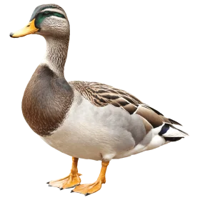Detailed Mallard Duck Clipart: Precise Wildlife Illustration with Natural Coloration
