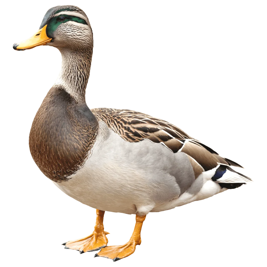 Detailed Mallard Duck Clipart: Precise Wildlife Illustration with Natural Coloration