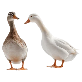 Elegant White and Brown Duck Clipart Showcasing Duck Species Diversity