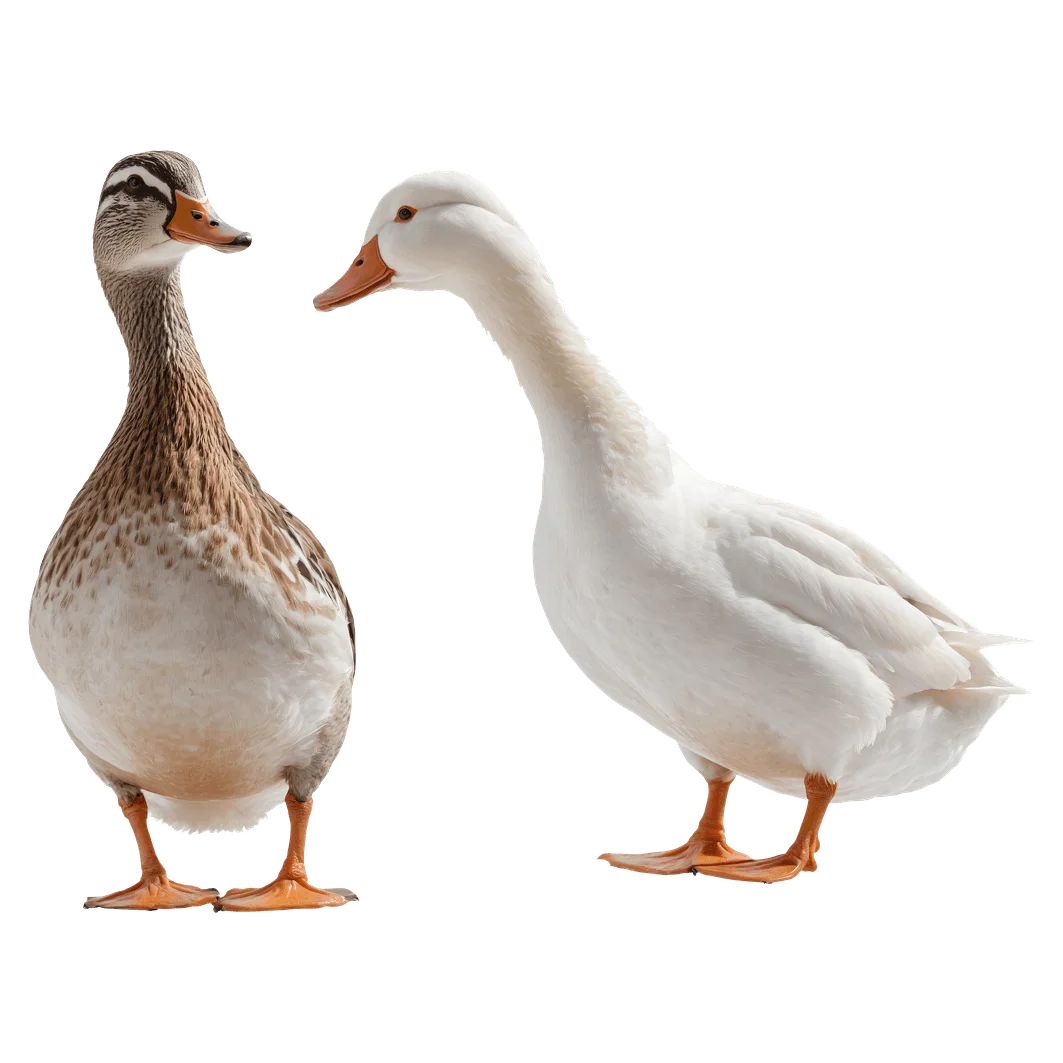 Elegant White and Brown Duck Clipart Showcasing Duck Species Diversity
