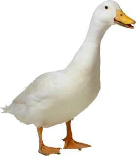 Elegant White Domestic Duck Clipart with Soft Feathered Texture and Bright Beak