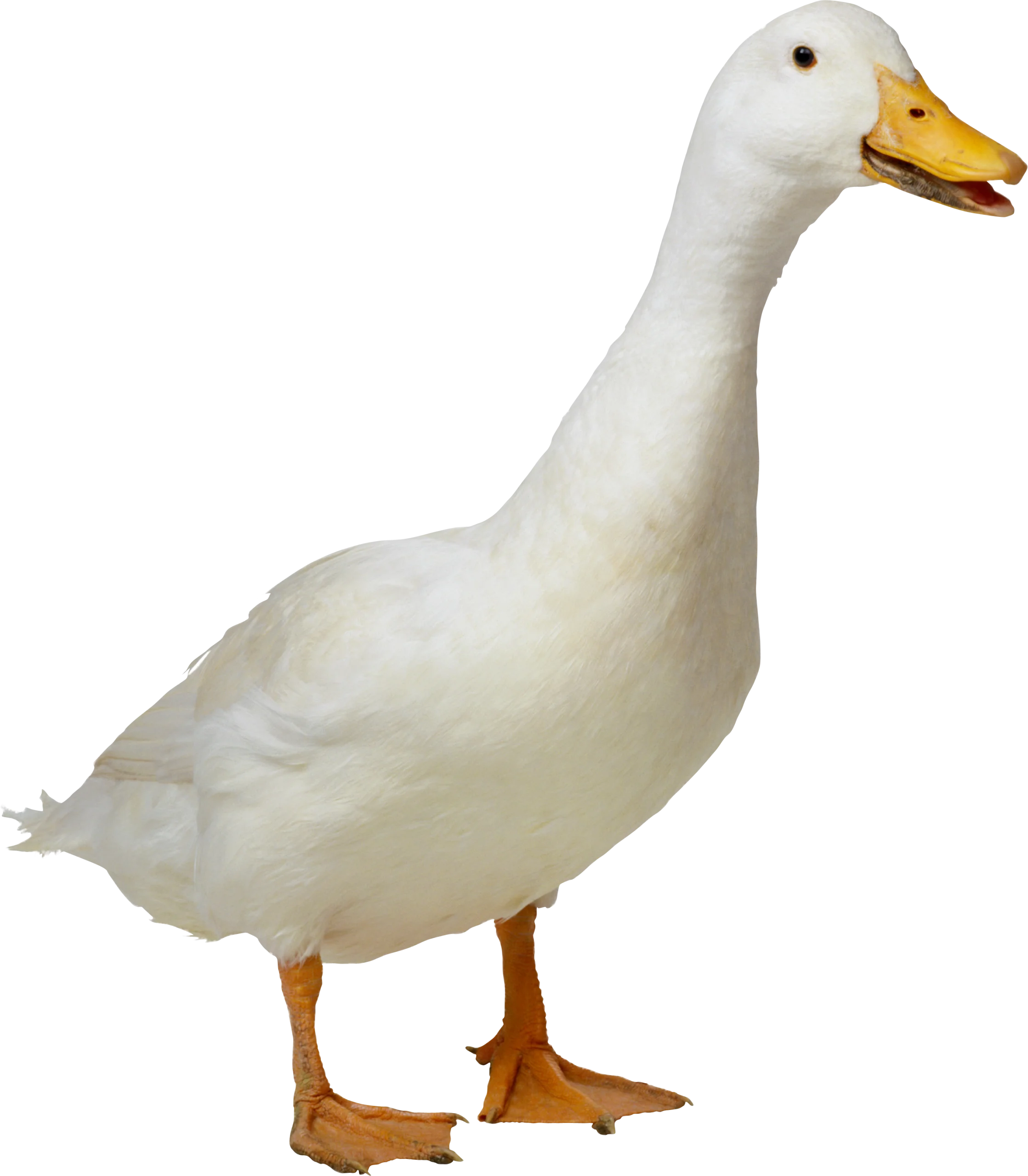 Elegant White Domestic Duck Clipart with Soft Feathered Texture and Bright Beak