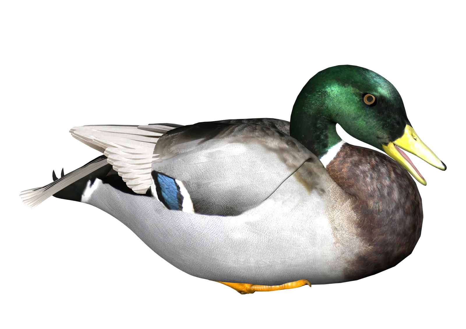 Realistic Mallard Drake Clipart with Detailed Feather Texture and Coloration