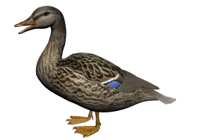 Realistic Mallard Duck Clipart Illustration with Detailed Feather Texture