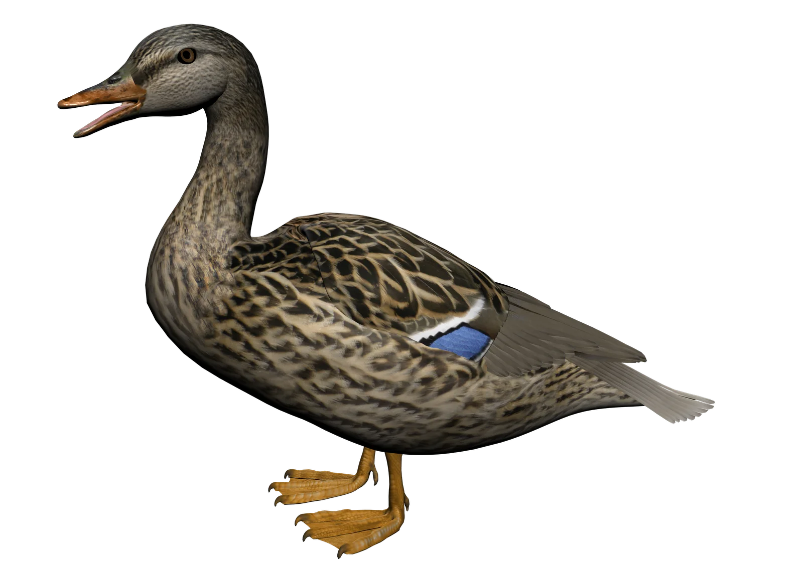 Realistic Mallard Duck Clipart Illustration with Detailed Feather Texture