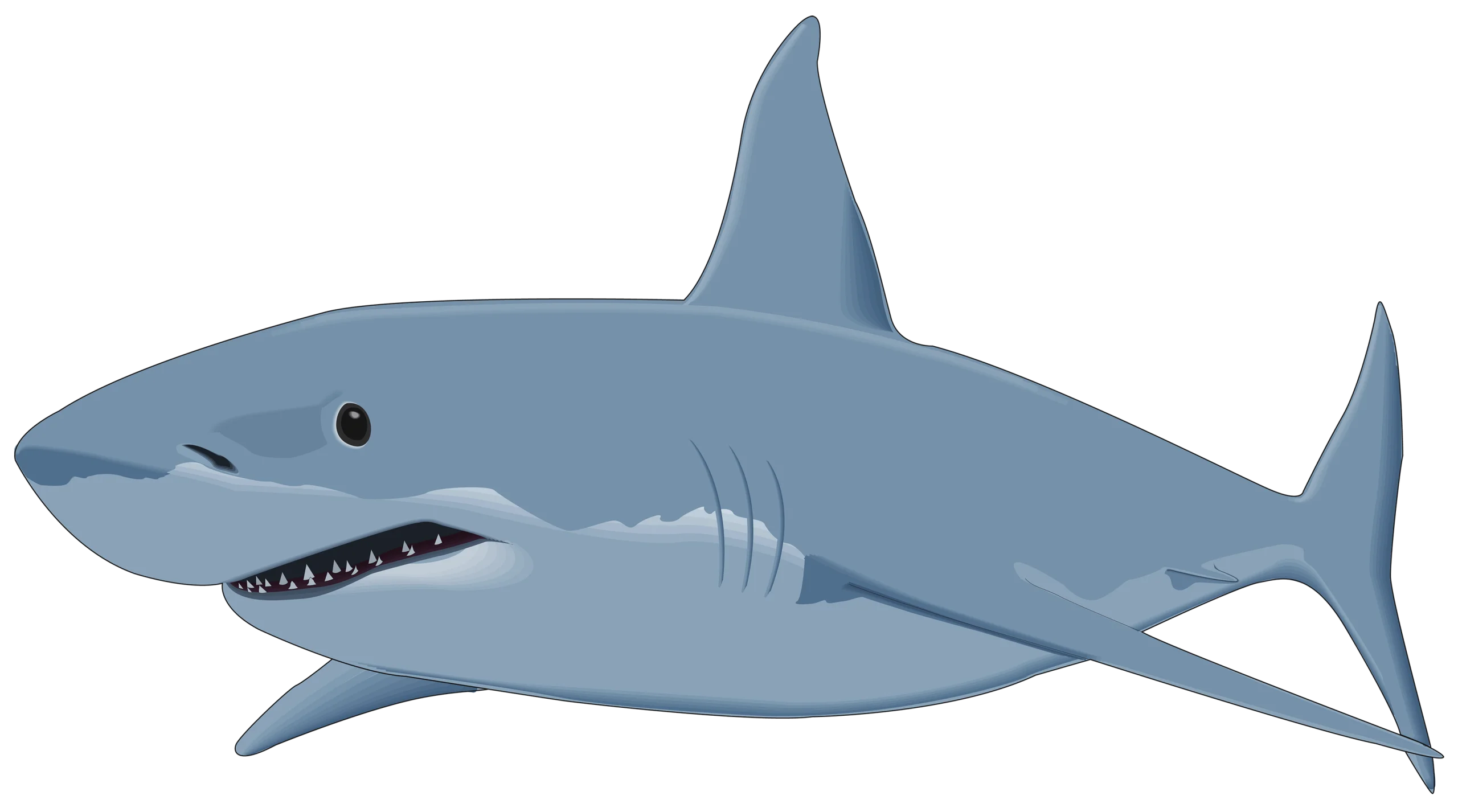 Blue Gray Shark Clipart Illustration - Sleek Marine Predator Vector Design