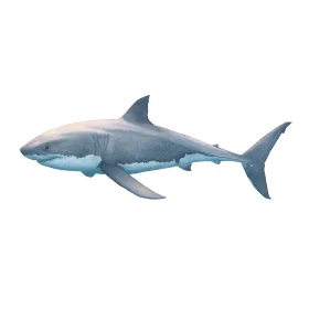 Detailed Great White Shark Clipart Illustration with Smooth Aquatic Rendering