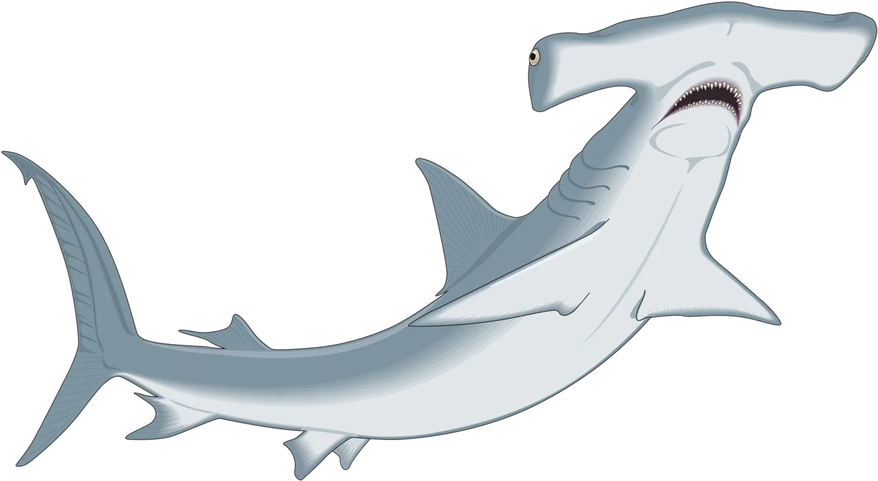 Detailed Hammerhead Shark Clipart Illustration with Stylized Marine Design