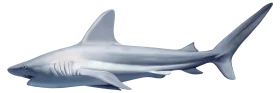 Detailed Silver-Gray Shark Silhouette Clipart Illustration with Sleek Design