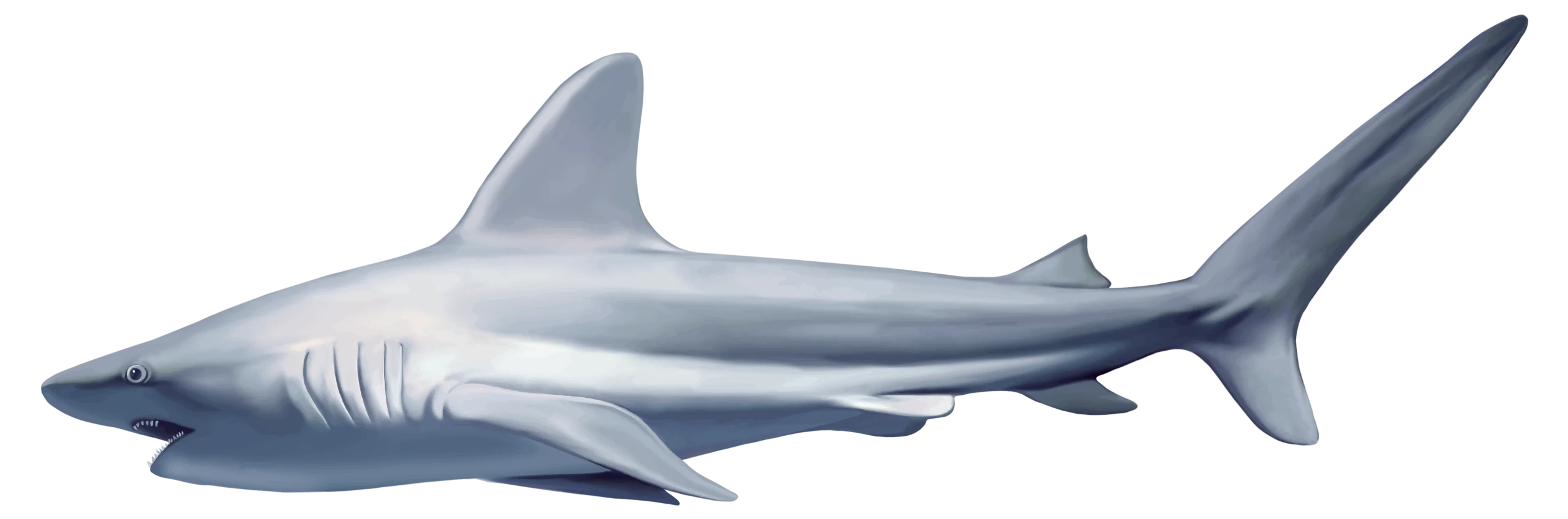 Detailed Silver-Gray Shark Silhouette Clipart Illustration with Sleek Design