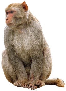Realistic Gray Hamadryas Baboon Sitting Pose High-Quality Animal Clipart
