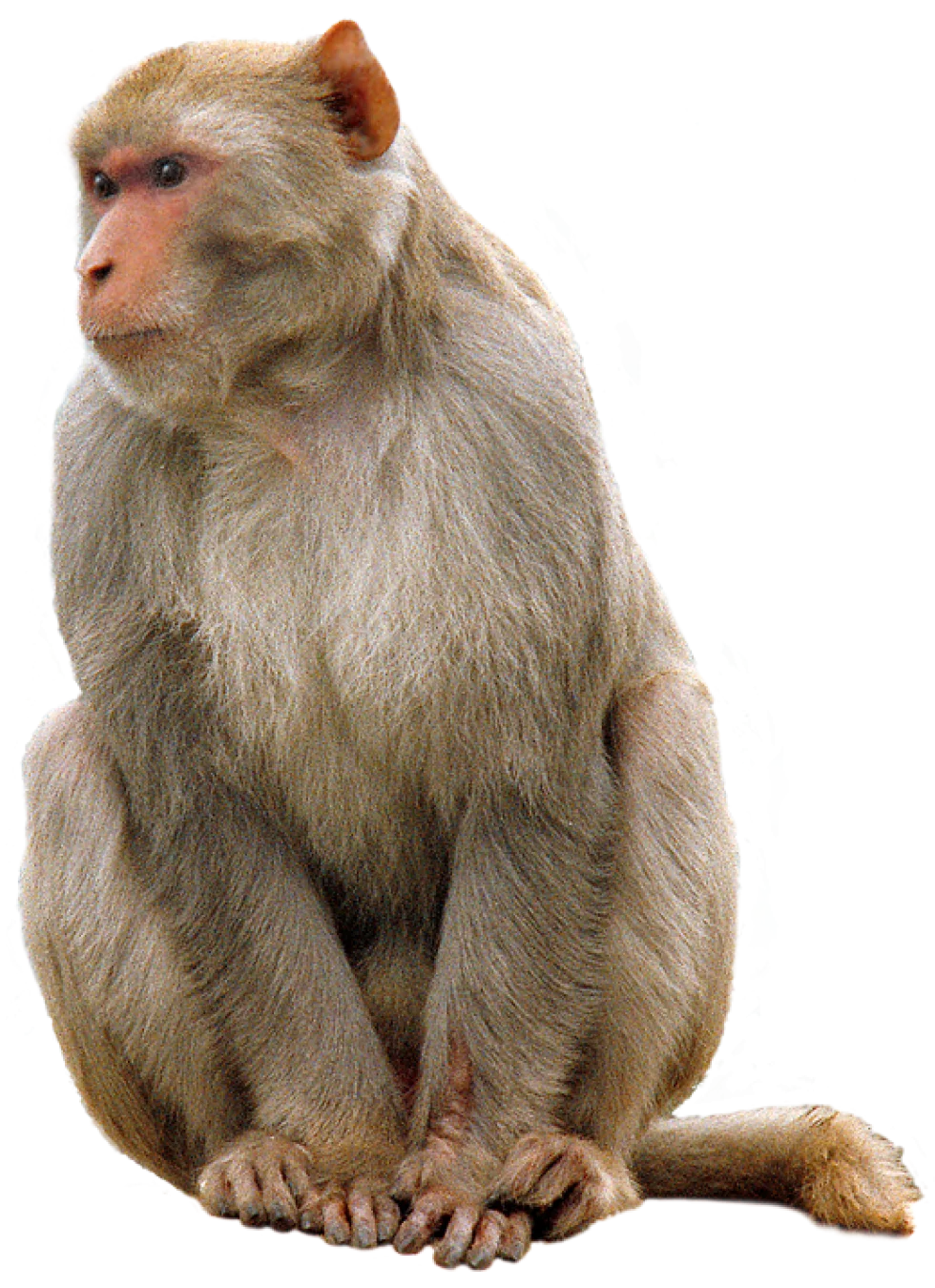 Realistic Gray Hamadryas Baboon Sitting Pose High-Quality Animal Clipart