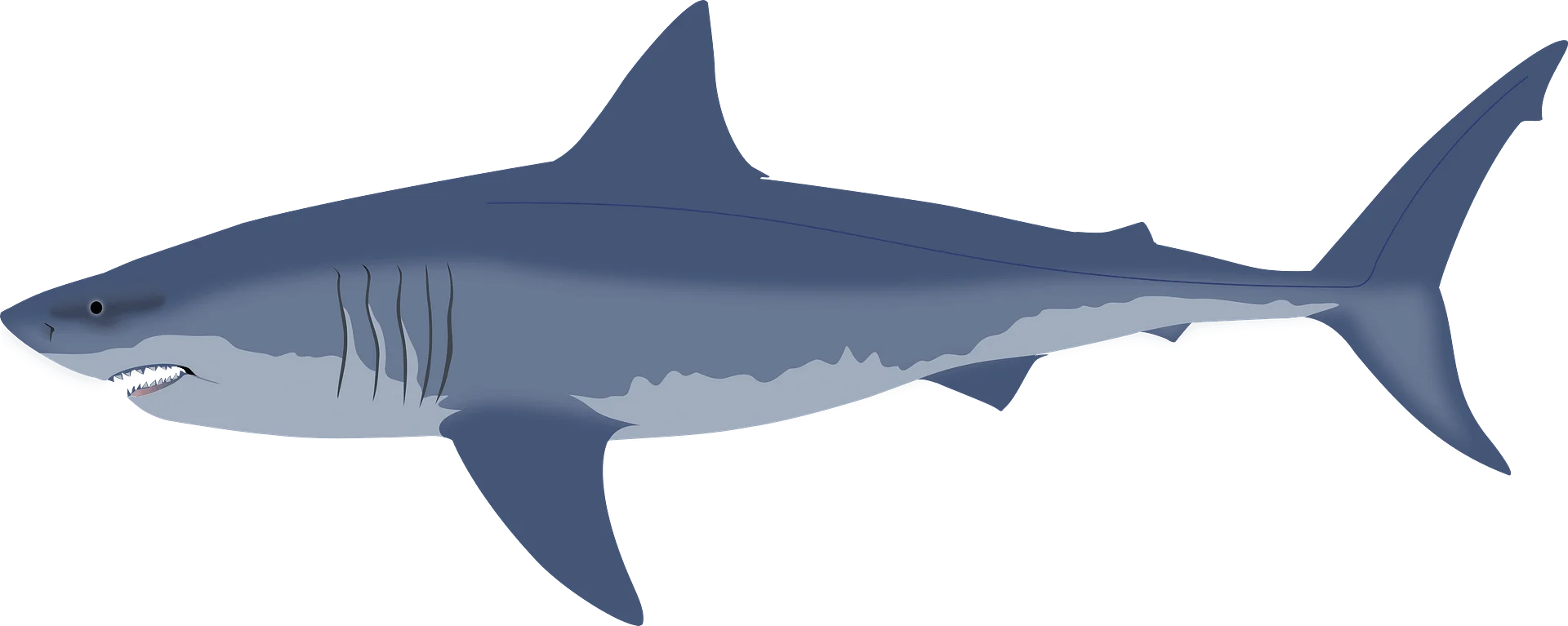 Sleek and Powerful Oceanic Predator Shark Clipart Illustration Design