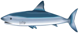 Sleek Blue-Gray Shark Clipart Illustration with Streamlined Marine Design