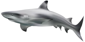 Sleek Gray Blacktip Reef Shark Realistic Marine Life Clipart Illustration