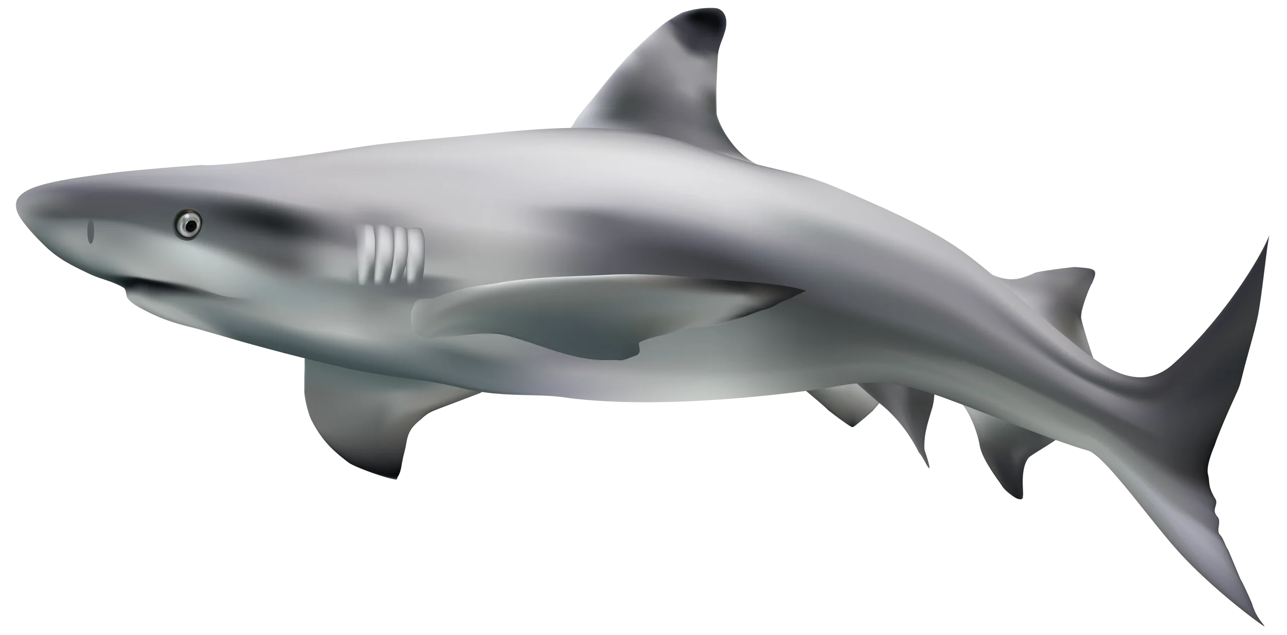 Sleek Gray Blacktip Reef Shark Realistic Marine Life Clipart Illustration