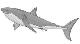Sleek Gray Great White Shark Vector Clipart Illustration Design