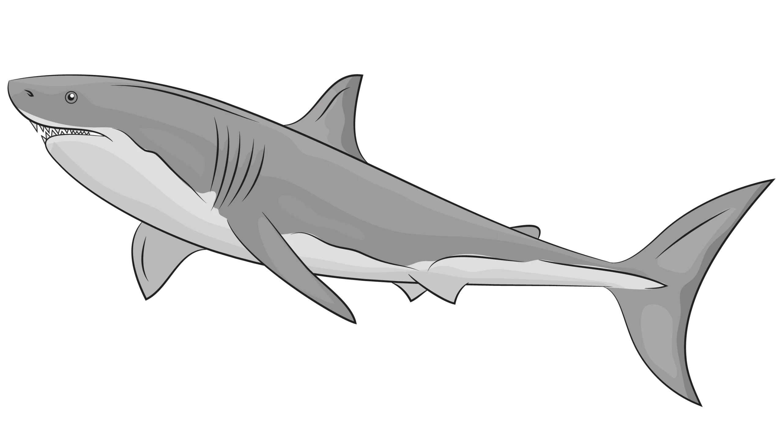 Sleek Gray Great White Shark Vector Clipart Illustration Design