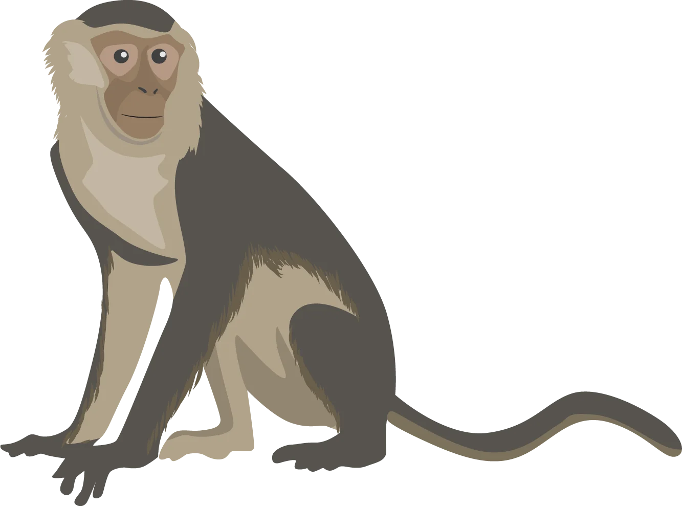 Stylized Brown and Beige Sitting Monkey Clipart Illustration Design