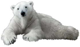 Majestic Arctic Polar Bear Clipart - Serene Wildlife Illustration with Soft Fur