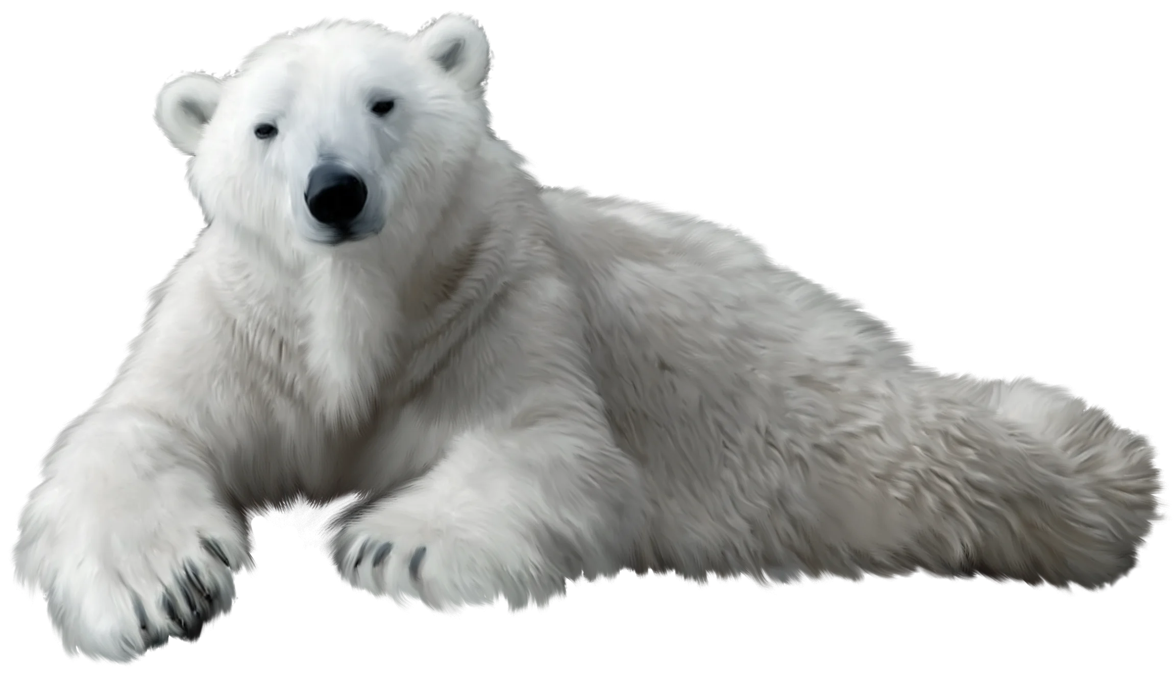 Majestic Arctic Polar Bear Clipart - Serene Wildlife Illustration with Soft Fur