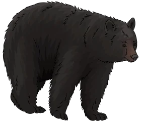 Majestic Black Bear Clipart Illustration with Detailed Fur Texture and Profile