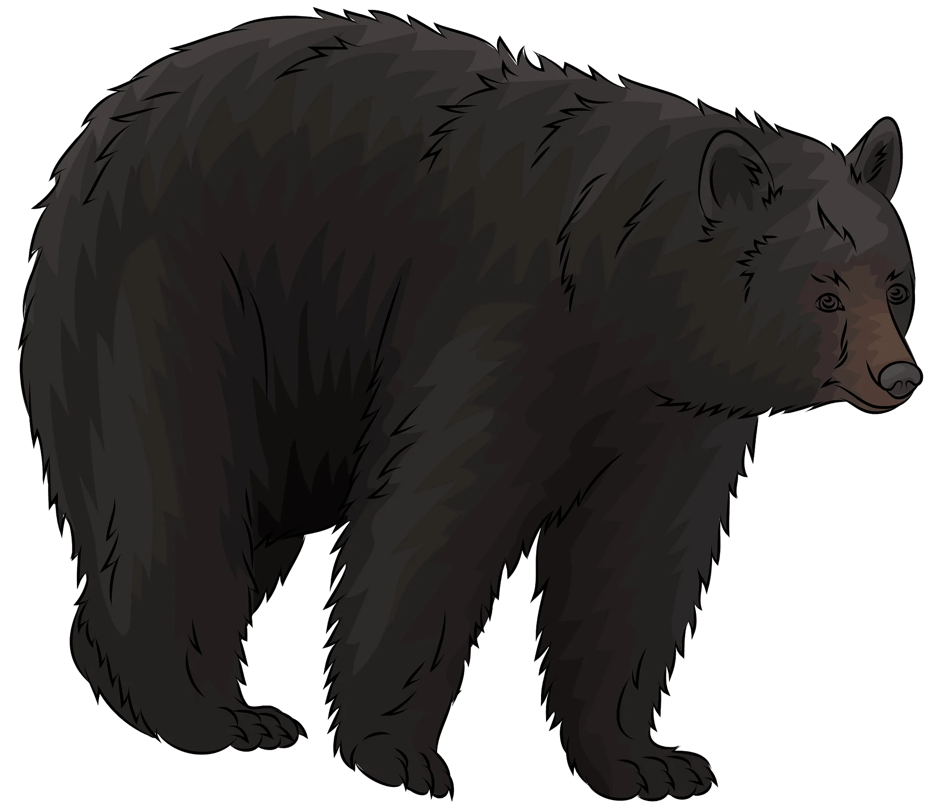 Majestic Black Bear Clipart Illustration with Detailed Fur Texture and Profile