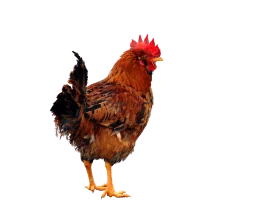 Majestic Rhode Island Red Rooster Clipart: A Rustic Farmyard Icon in Bold Hues