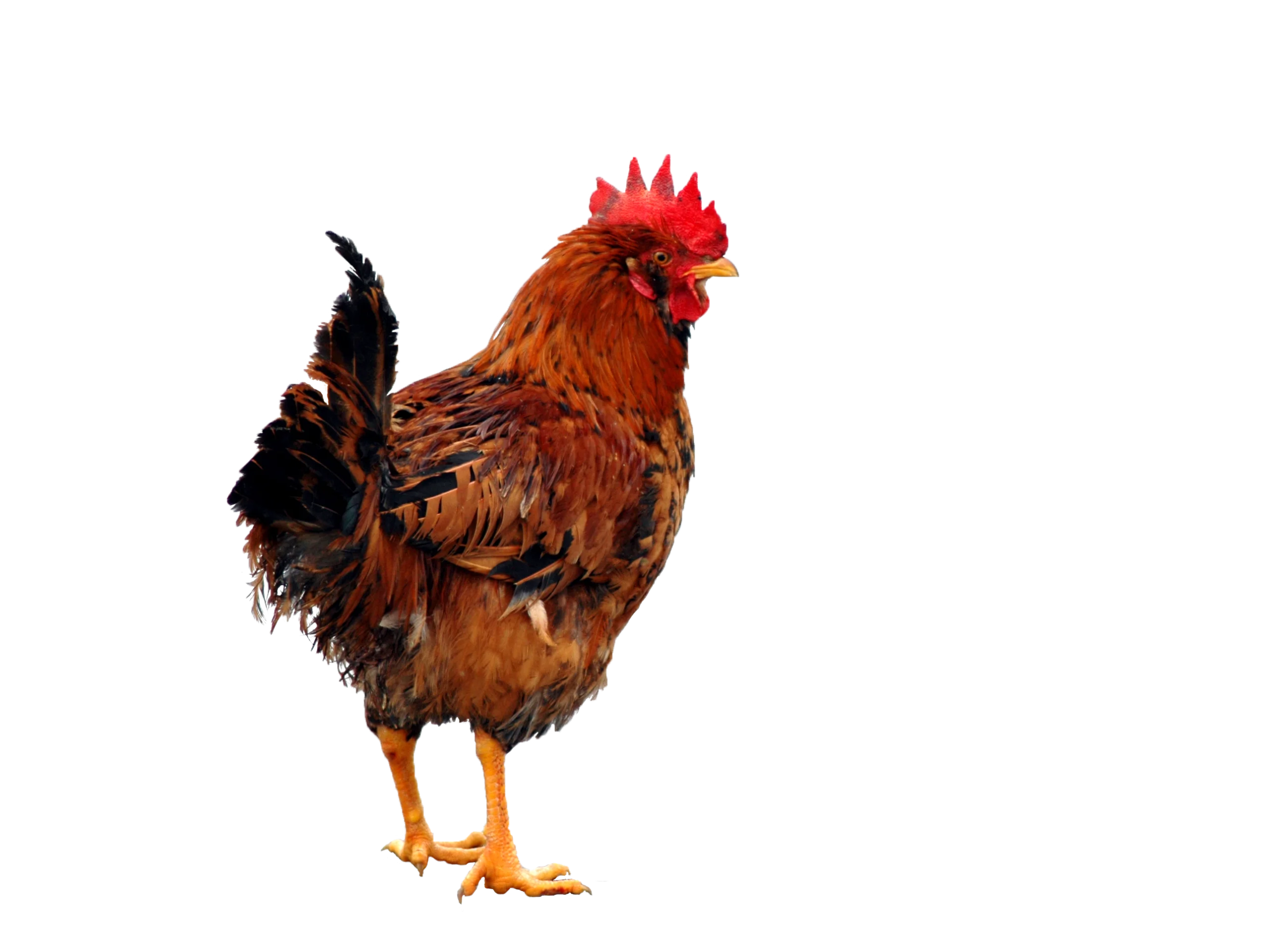 Majestic Rhode Island Red Rooster Clipart: A Rustic Farmyard Icon in Bold Hues