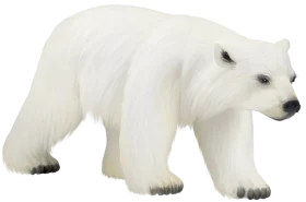 Minimalist White Polar Bear Clipart Illustration with Soft Monochromatic Details