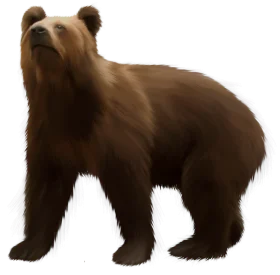 Realistic Brown Grizzly Bear Standing Profile Clipart Illustration Design