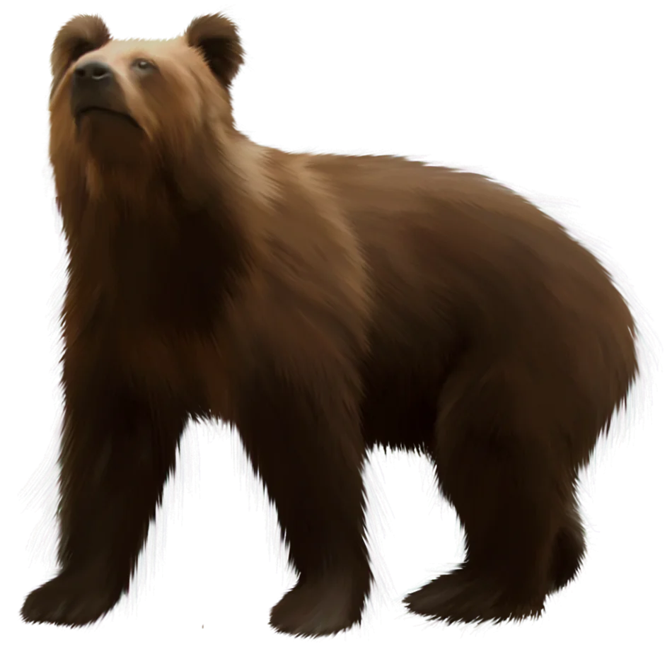 Realistic Brown Grizzly Bear Standing Profile Clipart Illustration Design