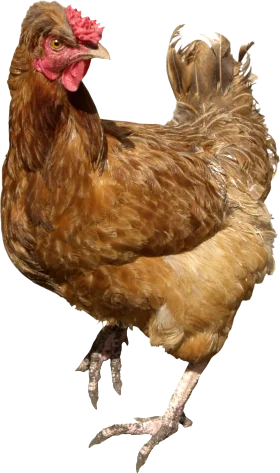 Realistic Brown Heritage Breed Chicken Detailed Poultry Clipart Illustration