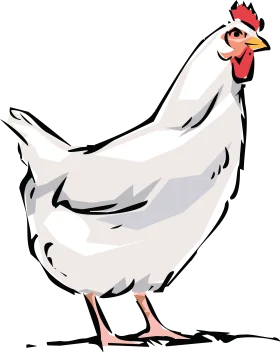 Stylish White Hen Clipart Illustration with Playful Artistic Rendering