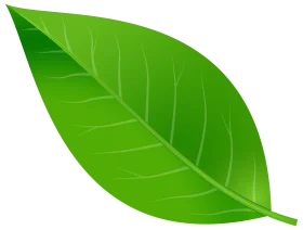 Fresh Green Leaf Clipart with Detailed Veins and Natural Botanical Design