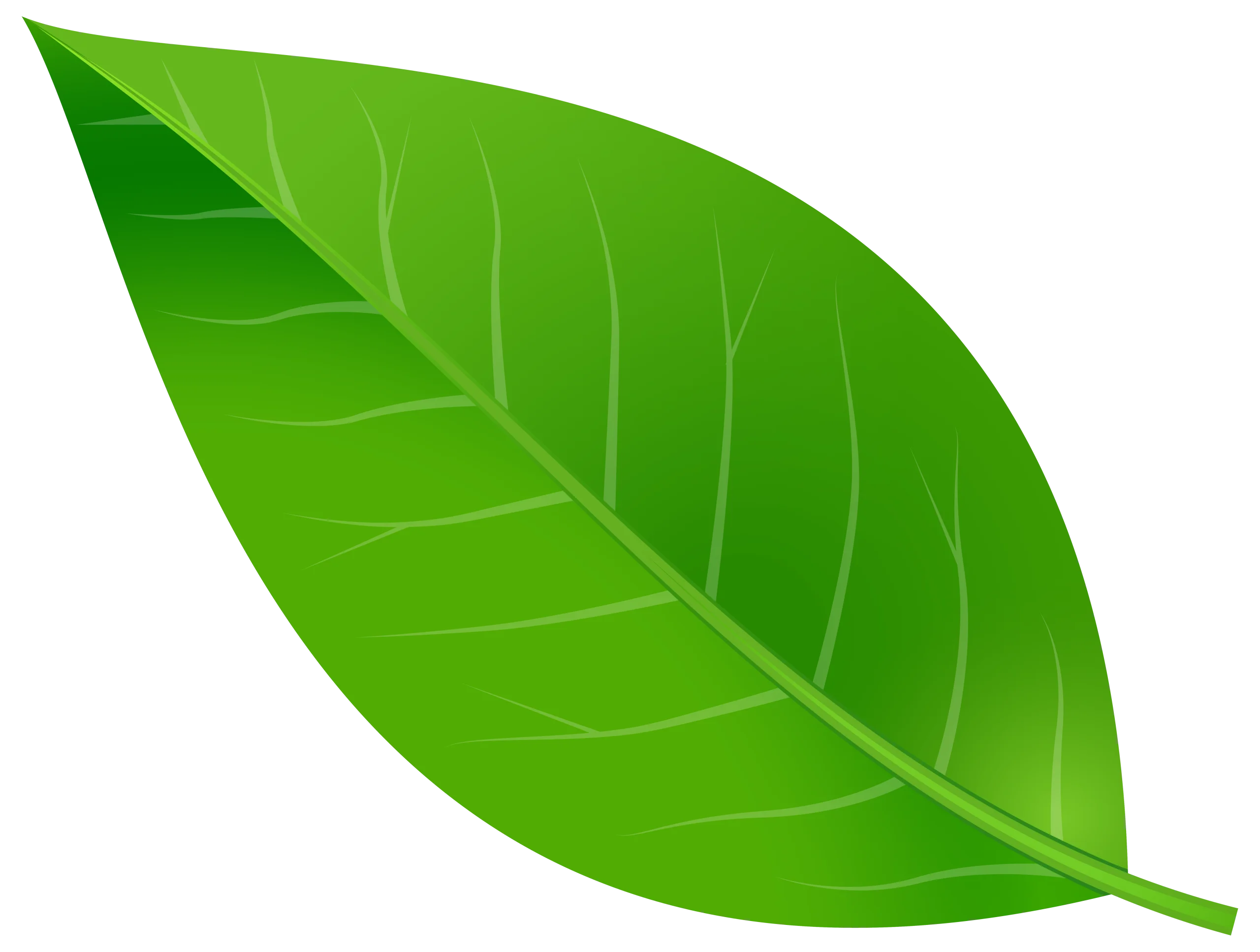 Fresh Green Leaf Clipart with Detailed Veins and Natural Botanical Design