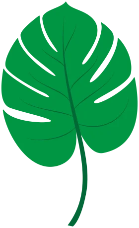 Lush Green Monstera Deliciosa Leaf Botanical Clipart Illustration Design