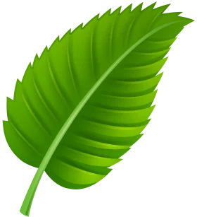 Lush Green Serrated Leaf Clipart - Nature's Detailed Botanical Illustration