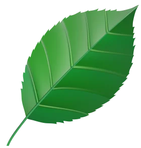 Realistic Green Leaf Clipart with Detailed Veins and Serrated Edges