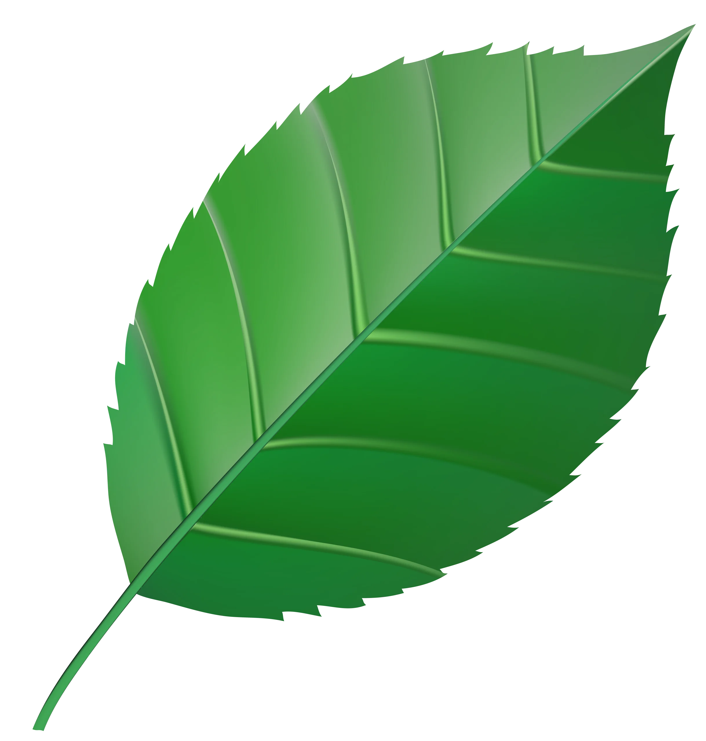 Realistic Green Leaf Clipart with Detailed Veins and Serrated Edges