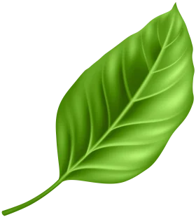 Detailed Green Leaf Clipart with Intricate Veins and Smooth Surface Texture