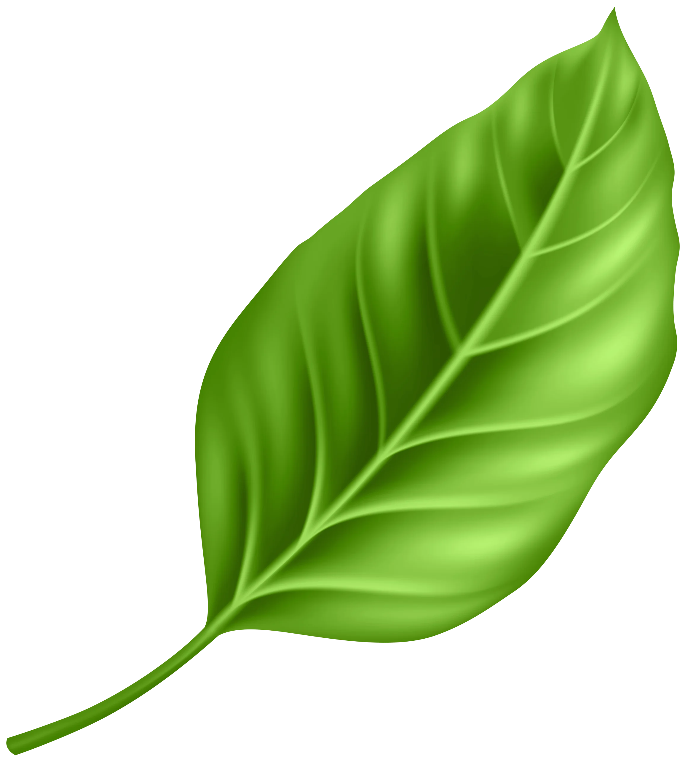 Detailed Green Leaf Clipart with Intricate Veins and Smooth Surface Texture