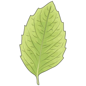 Botanical Illustration of a Serrated Green Leaf Clipart Design Element