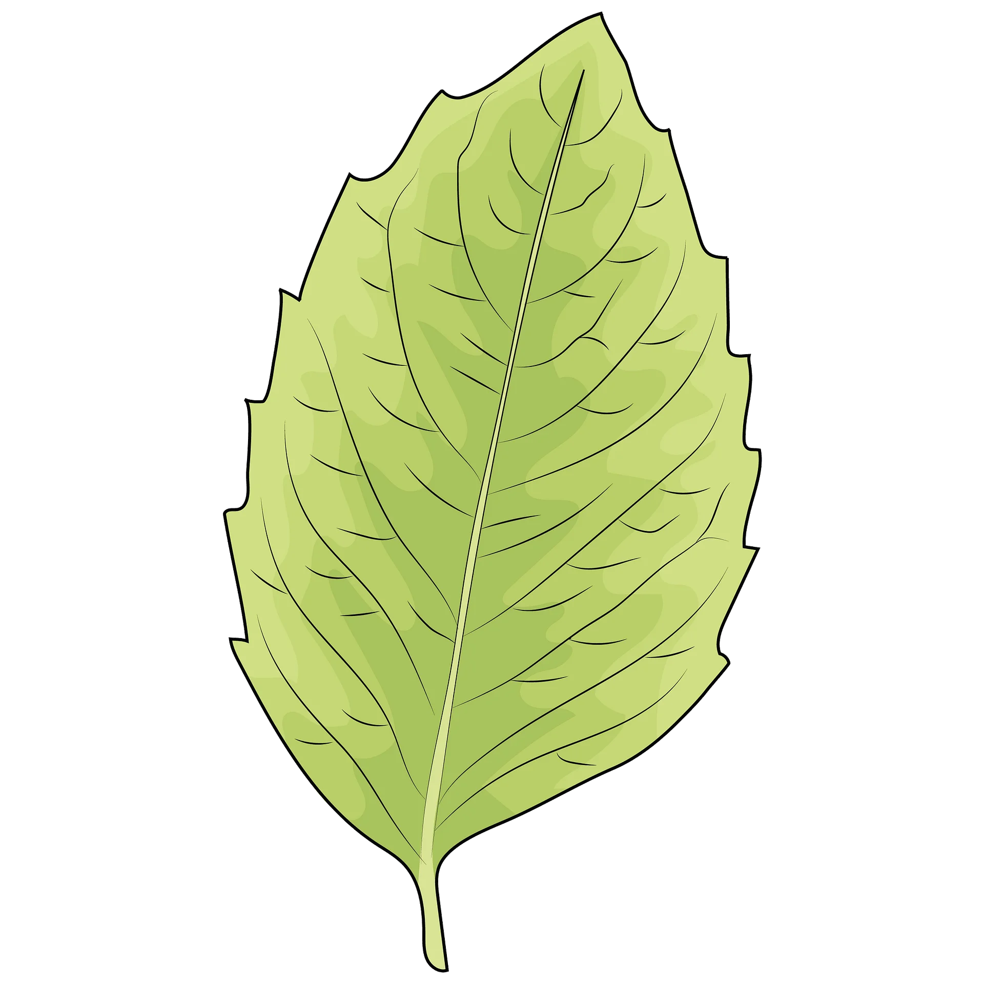 Botanical Illustration of a Serrated Green Leaf Clipart Design Element